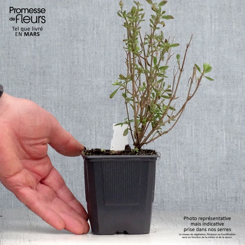 Spécimen de Salvia x jamensis Delice Roselilac - sauge arbustive Godet de 8/9 cm tel que livré au printemps