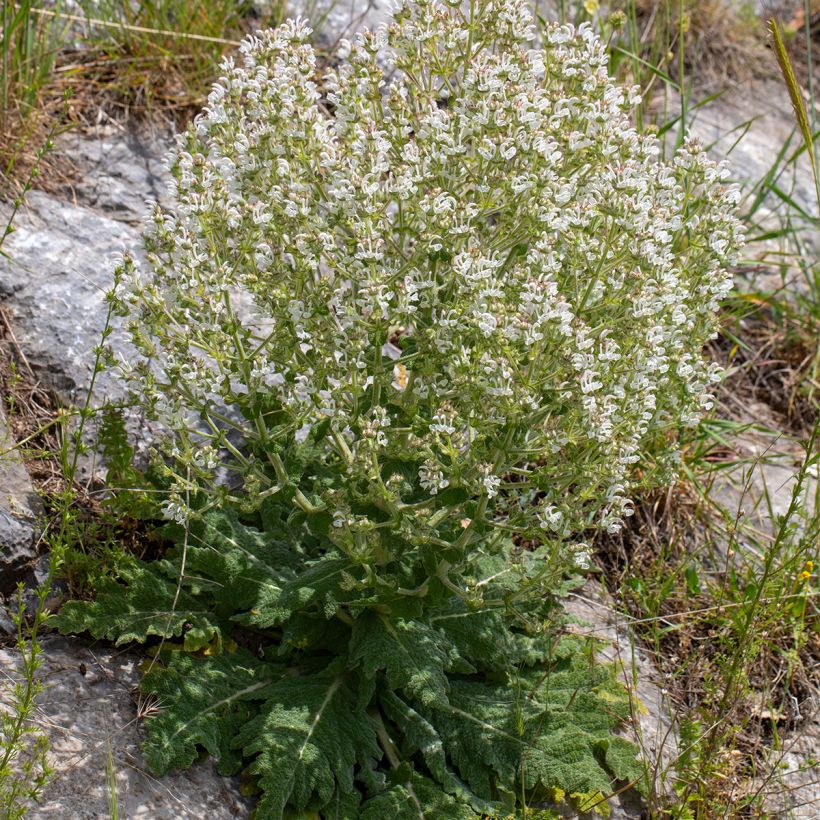 Salvia aethiopis - Sauge d'Ethiopie (Port)