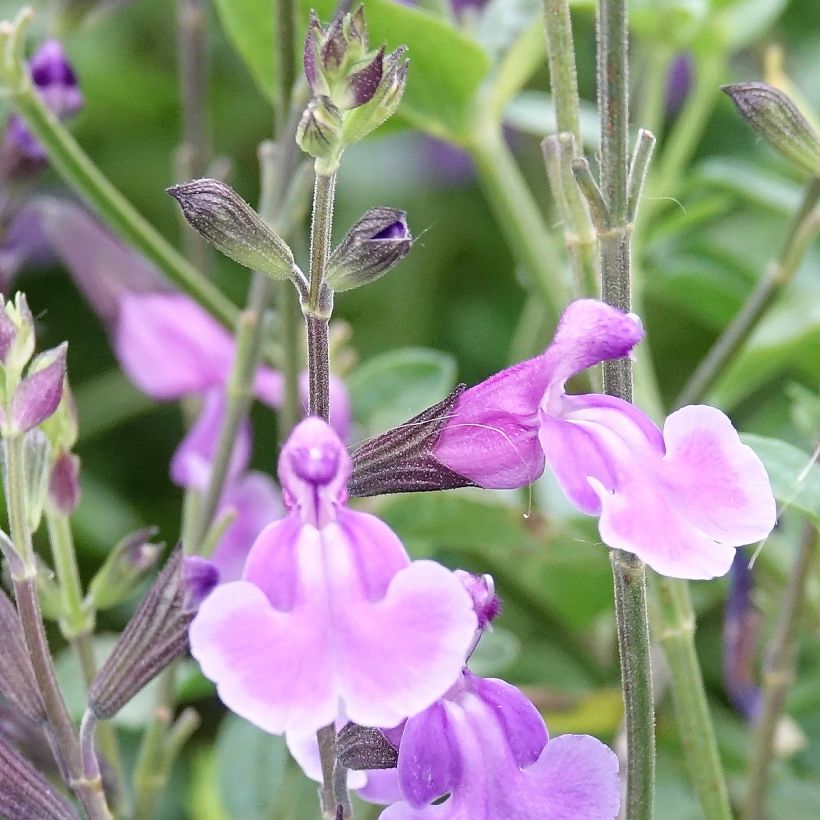 Salvia x jamensis Carolus - sauge arbustive (Flowering)