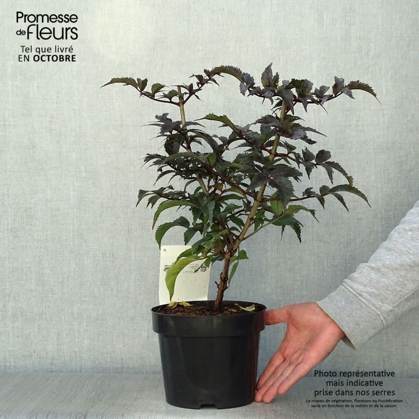 Spécimen de Sureau noir - Sambucus nigra Black Tower Pot de 3L/4L tel que livré en automne