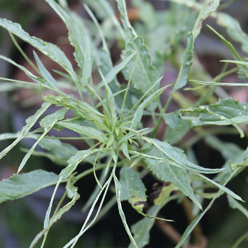 Sureau noir - Sambucus nigra Linearis (Foliage)