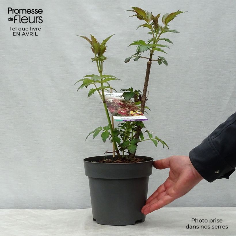 Example of Sambucus nigra Serenade - Sureau noir Pot de 3L/4L as you get in printemps