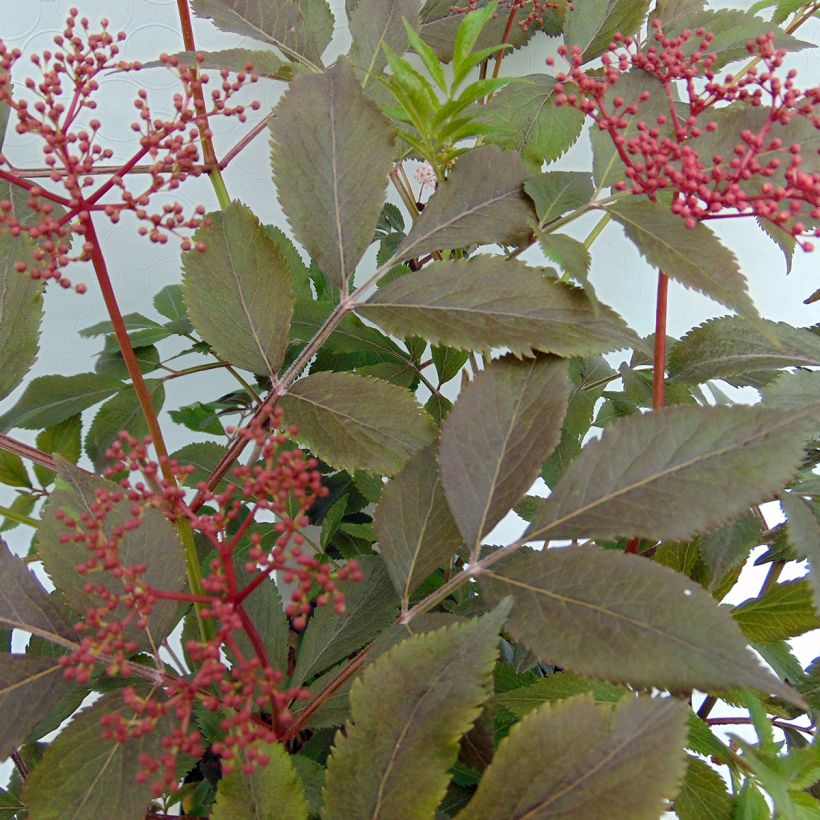 Sambucus nigra Thundercloud - Sureau noir (Foliage)
