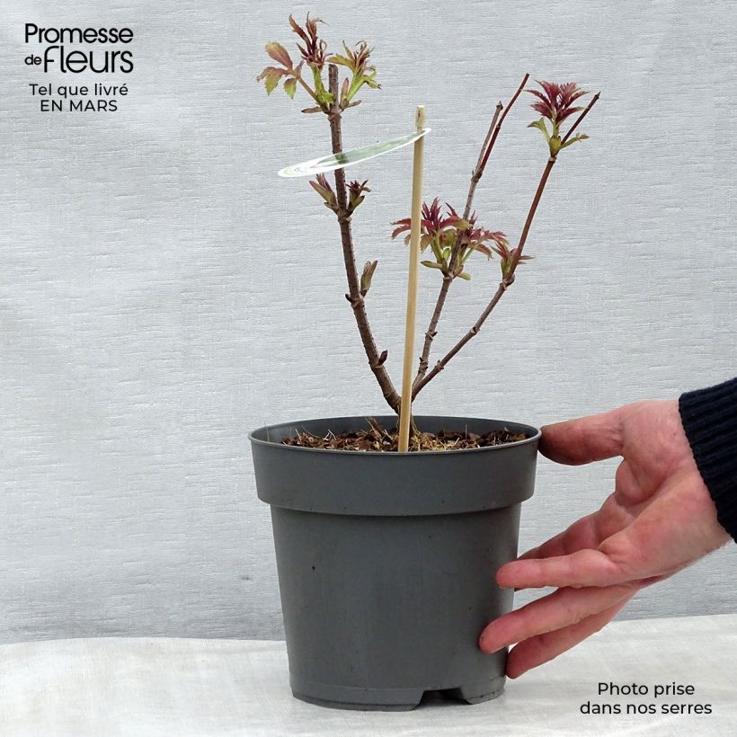 Example of Sambucus racemosa Plumosa Aurea - Sureau à grappes  Pot de 2L/3L as you get in printemps