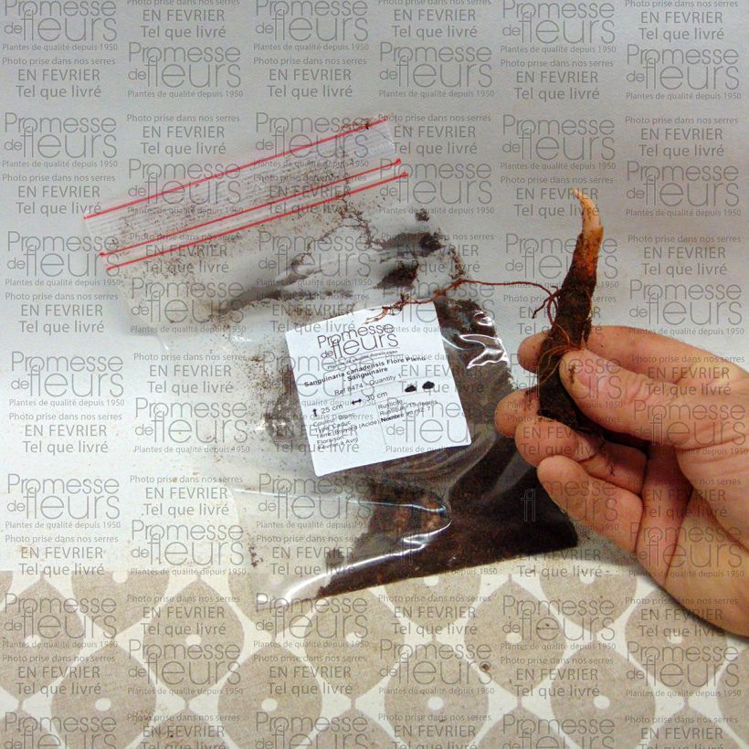 Exemple de spécimen de Sanguinaria canadensis Flore Pleno - Sanguinaire Bulbe calibre I tel que livré