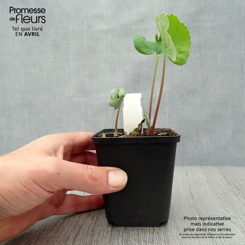 Spécimen de Sanguinaria canadensis - Sanguinaire Godet de 8/9 cm tel que livré au printemps