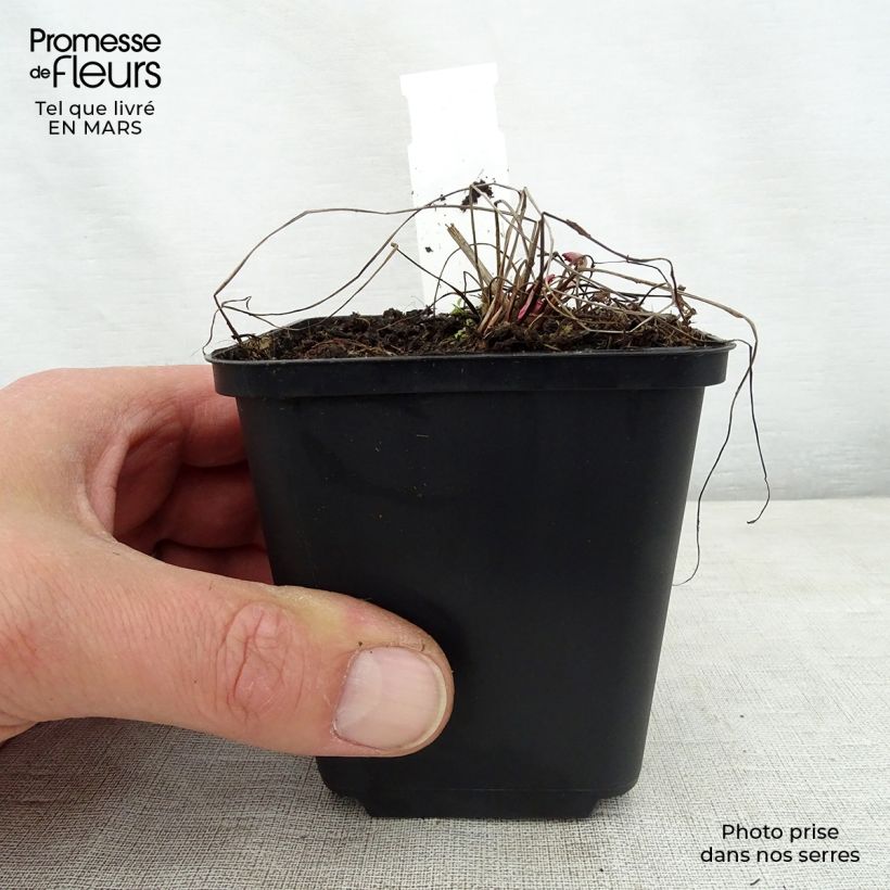 Spécimen de Sanguisorba Chocolate Tip Godet de 8/9 cm tel que livré au printemps