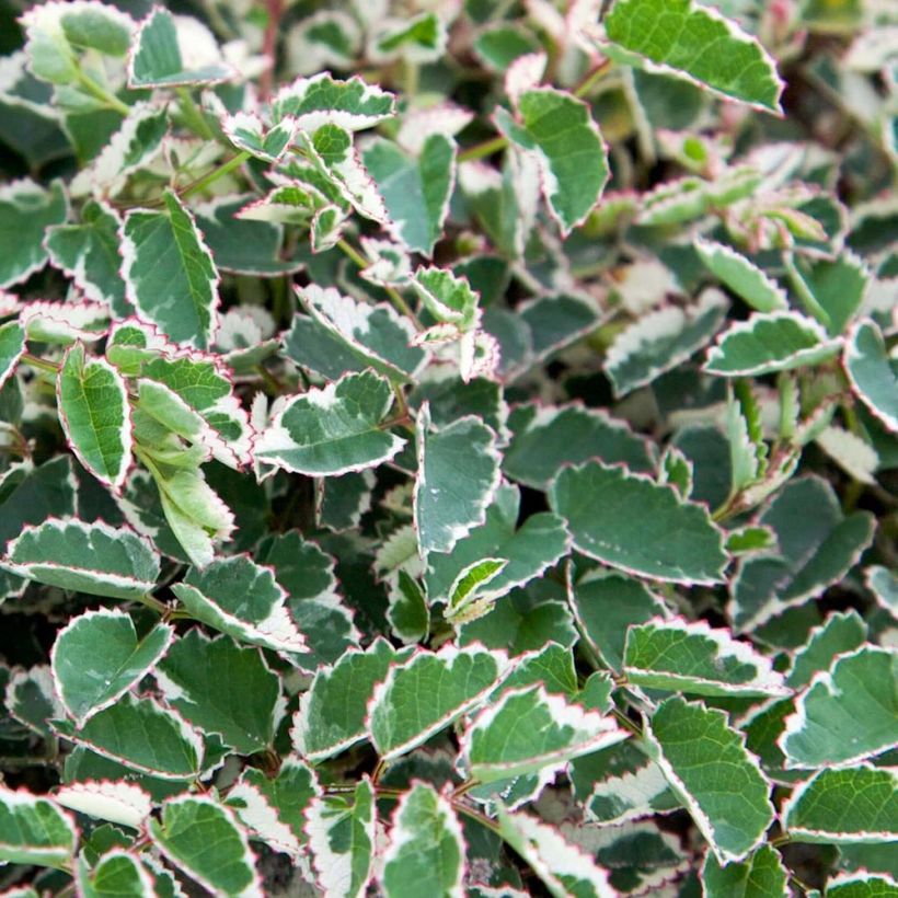Sanguisorba Little Angel - Pimprenelle Little Angel (Foliage)