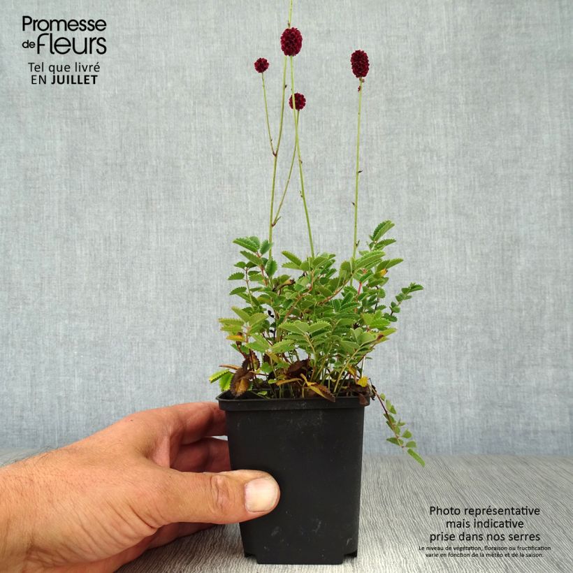 Spécimen de Sanguisorba Proud Mary - Pimprenelle Godet de 8/9 cm tel que livré en été