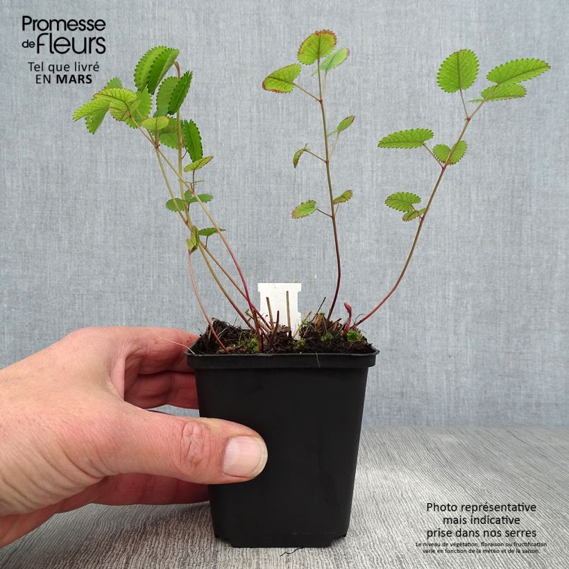 Spécimen de Sanguisorba Red Thunder - Pimprenelle Godet de 8/9 cm tel que livré au printemps