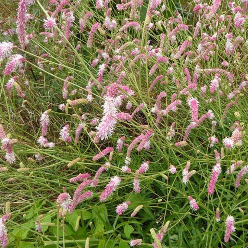 Sanguisorba hybride Pink Brushes - Pimprenelle (Flowering)