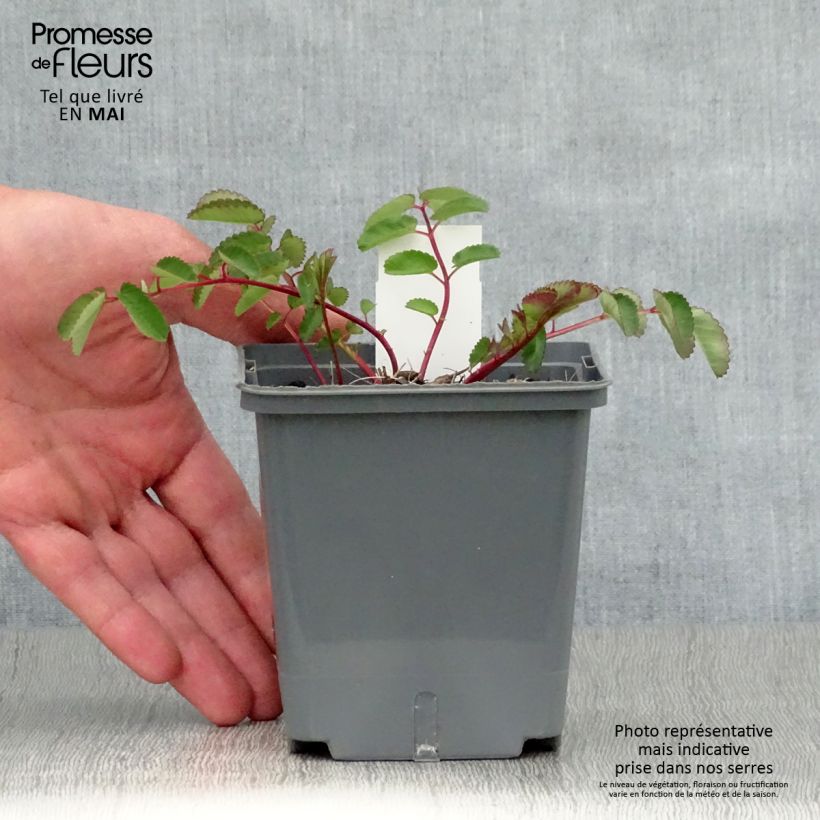 Example of Sanguisorba hybride Pink Brushes - Pimprenelle Godet de 8/9 cm as you get in printemps