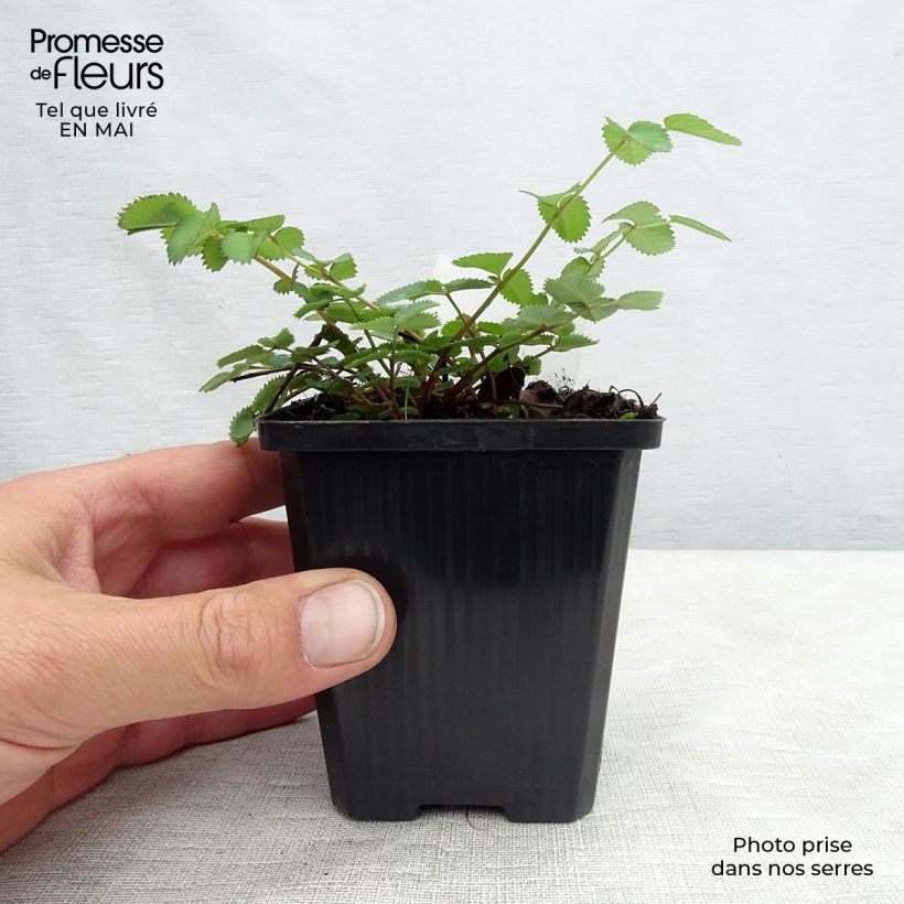 Spécimen de Sanguisorba menziesii - Sanguisorbe rouge Godet de 8/9 cm tel que livré au printemps