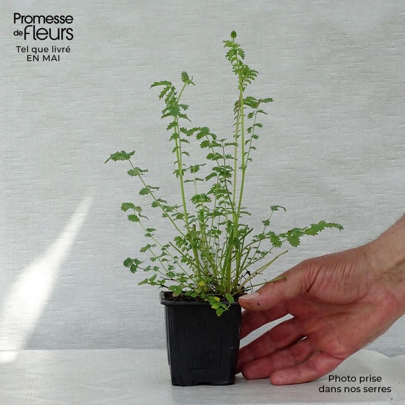 Example of Sanguisorba minor - Petite Pimprenelle Godet de 7/8 cm as you get in printemps