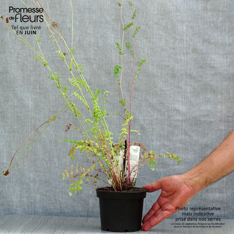 Spécimen de Sanguisorba minor - Petite Pimprenelle Pot de 1,5L/2L tel que livré en été