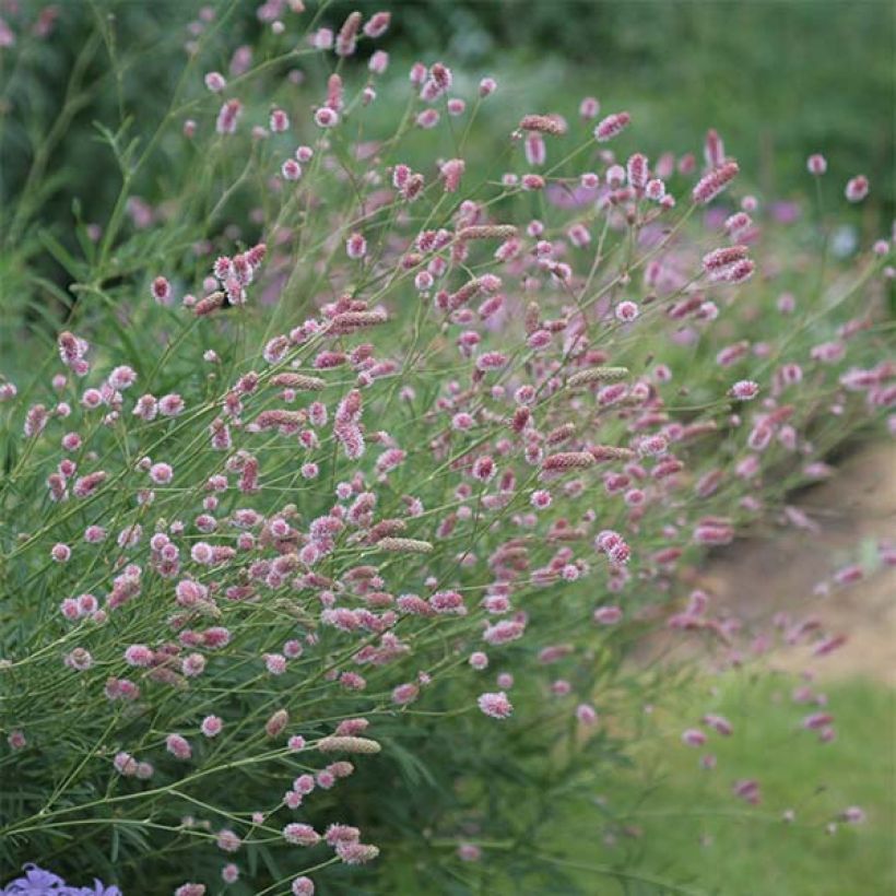 Sanguisorba officinalis Pink Tanna - Grande Pimprenelle (Flowering)