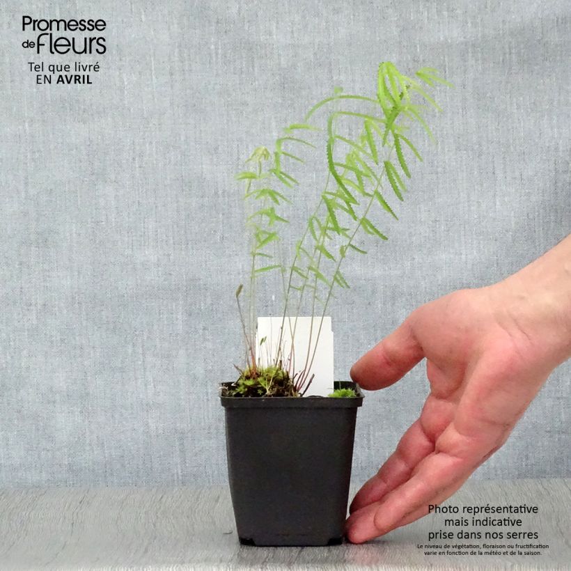 Spécimen de Sanguisorba tenuifolia Alba Godet de 8/9 cm tel que livré au printemps