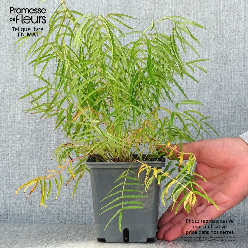 Spécimen de Sanguisorba tenuifolia Alba Pot de 1L/1,5L tel que livré au printemps