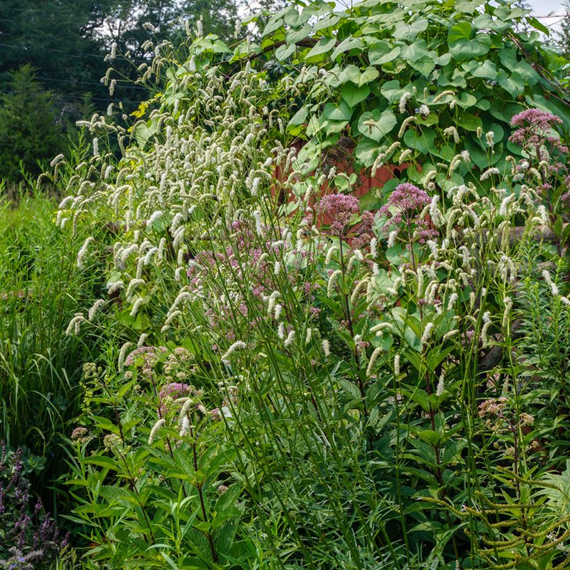 Sanguisorba tenuifolia Alba (Port)