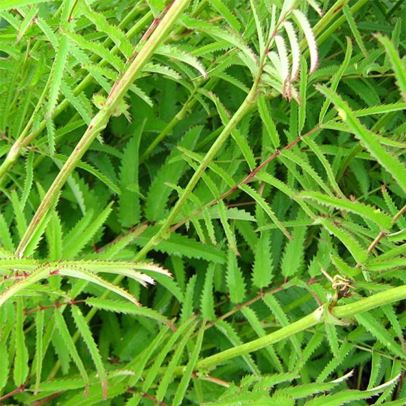 Sanguisorba tenuifolia Pink Elephant - Pimprenelle à fines feuilles (Feuillage)