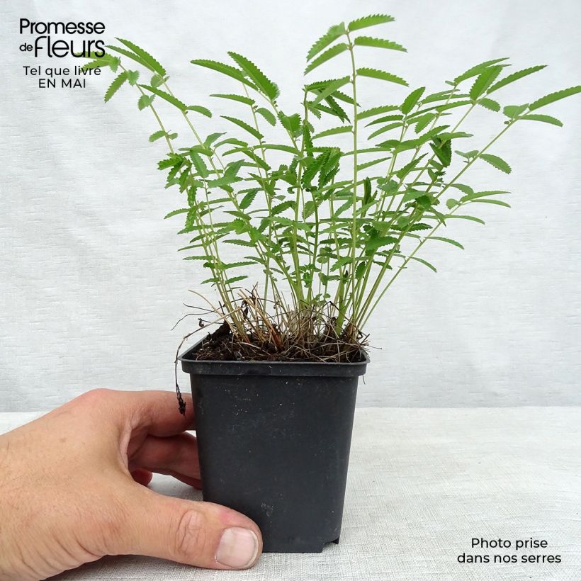 Spécimen de Sanguisorba tenuifolia Pink Elephant - Pimprenelle à fines feuilles Godet de 8/9 cm tel que livré au printemps