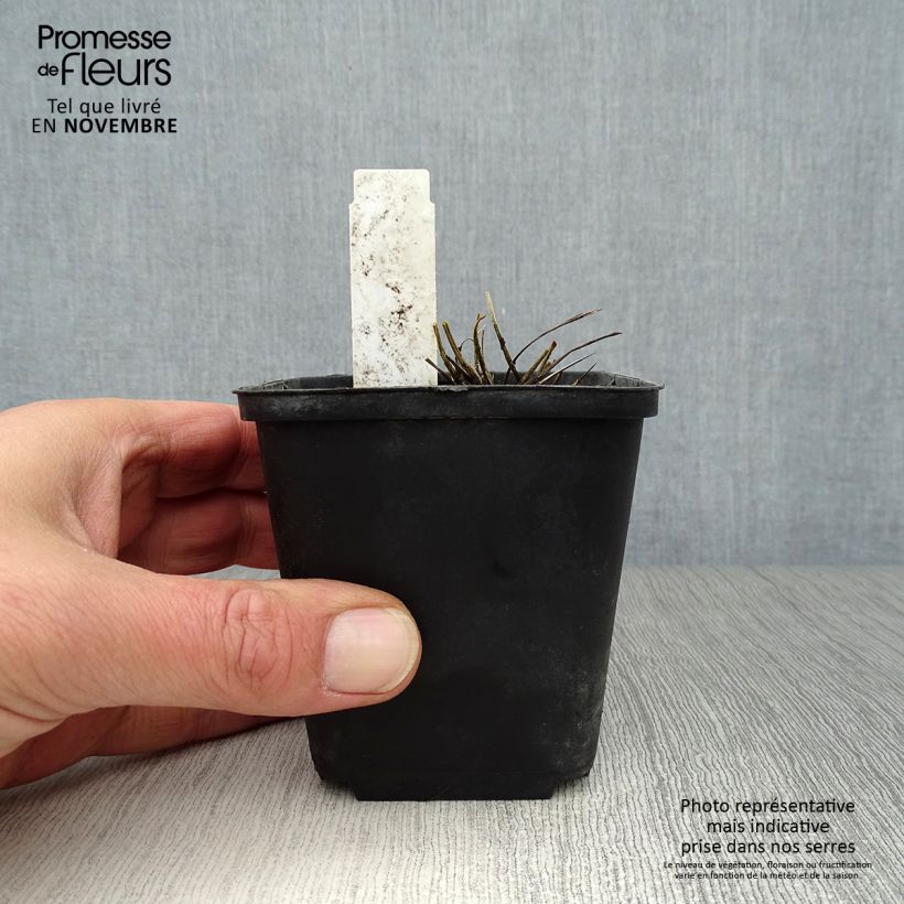 Spécimen de Sanguisorba tenuifolia var. Purpurea - Pimprenelle à fines feuilles Godet de 8/9 cm tel que livré en automne