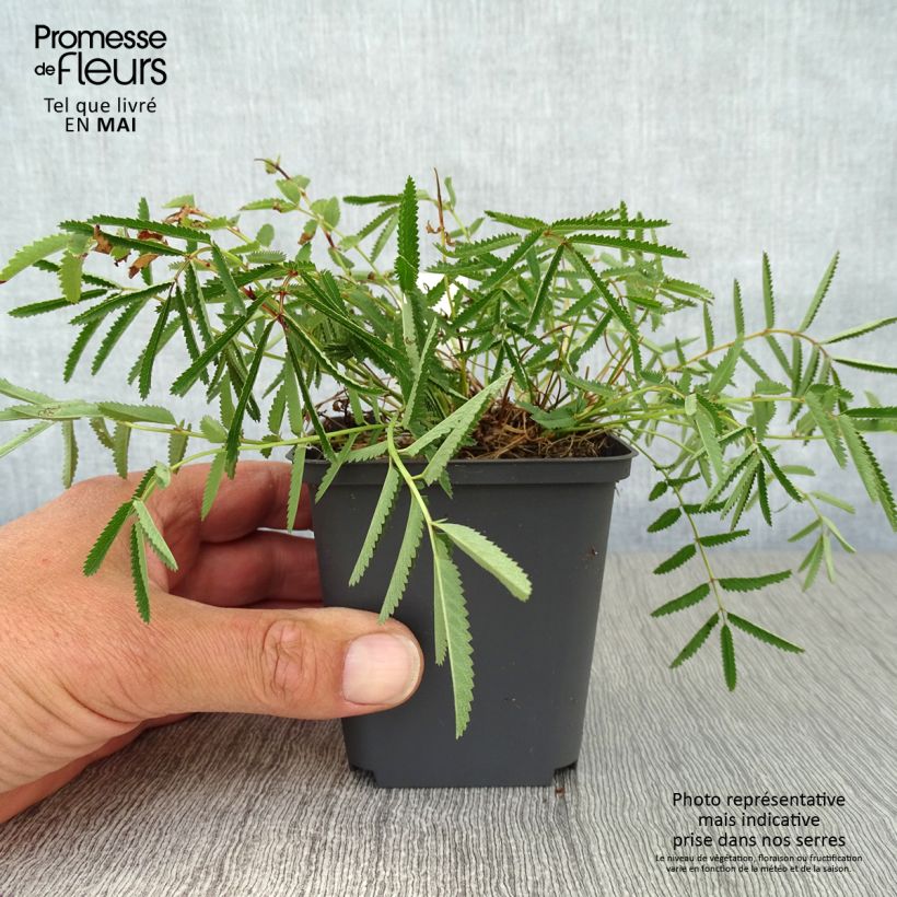 Example of Sanguisorba tenuifolia var. Purpurea - Pimprenelle à fines feuilles Godet de 8/9 cm as you get in printemps