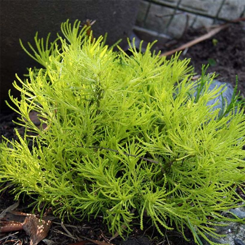 Santoline Lemon Fizz (Plant habit)