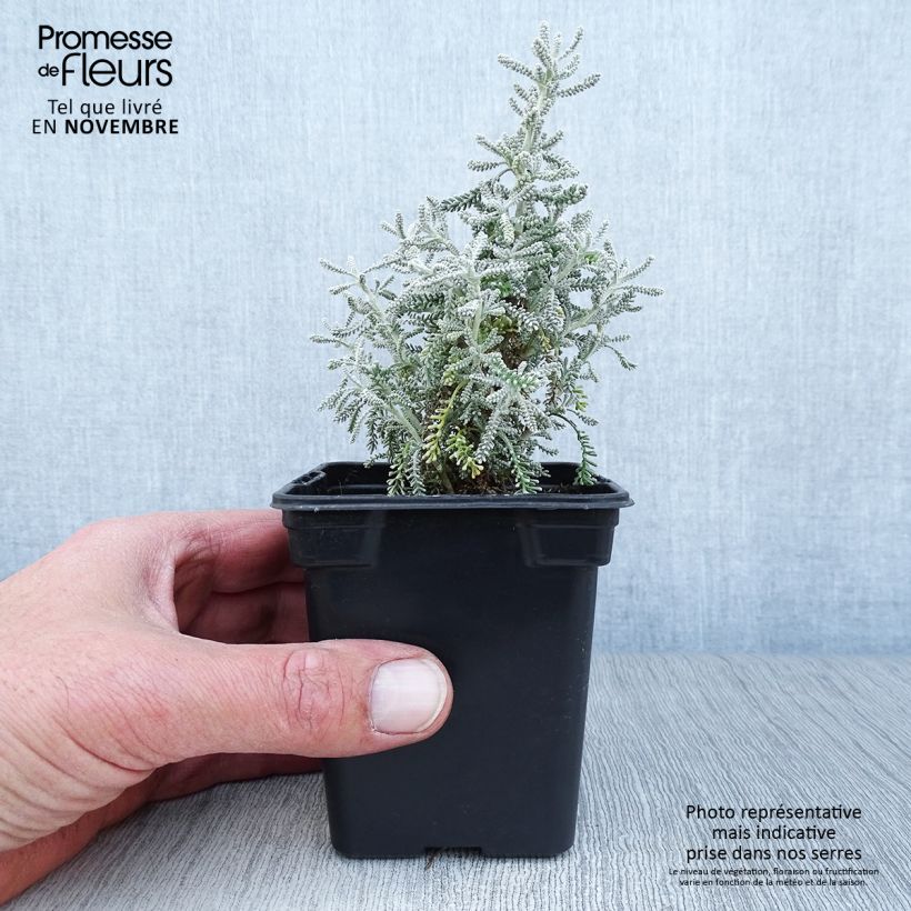 Spécimen de Santolina chamaecyparissus - Santoline argentée   Godet de 7/8 cm tel que livré en automne