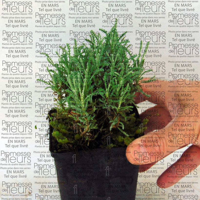 Exemple de spécimen de Santolina serratifolia - Santoline Godet de 8/9 cm tel que livré