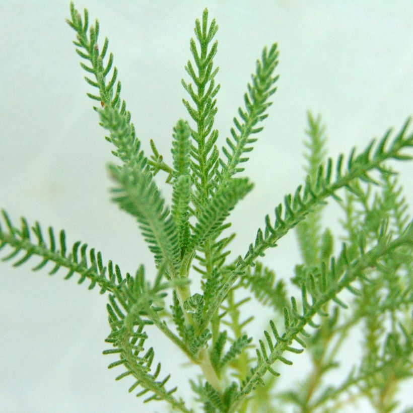 Santoline Edward Bowles - Santolina pinnata subsp neapolitana (Foliage)