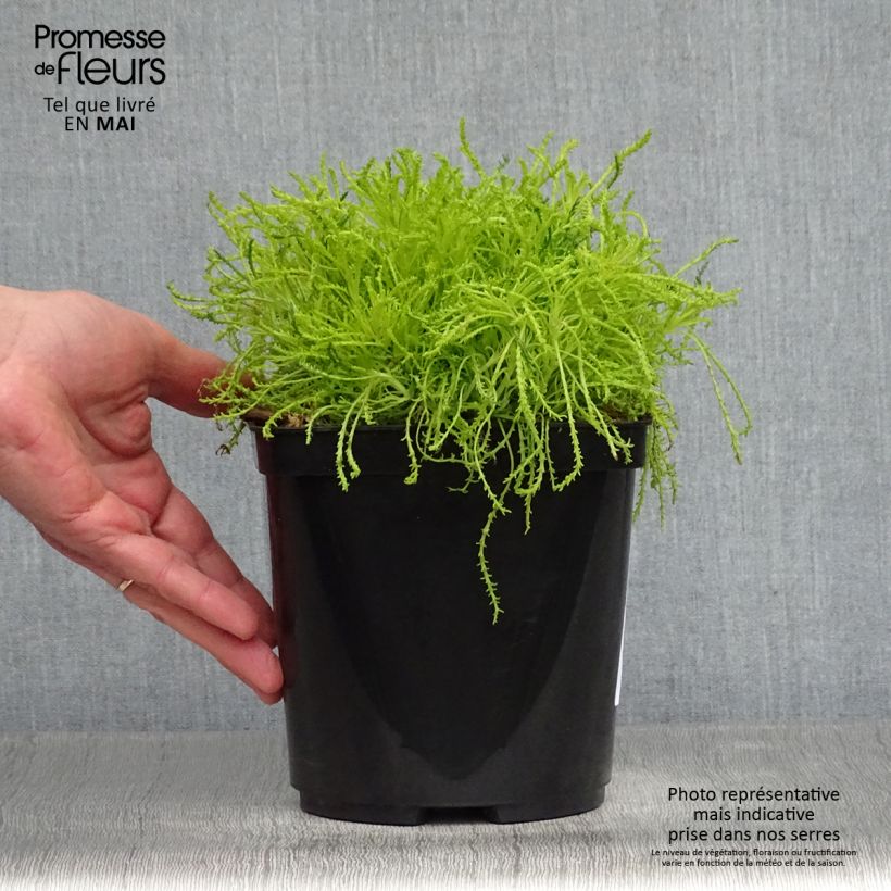 Example of Santoline Lemon Fizz Pot de 2L/3L as you get in printemps