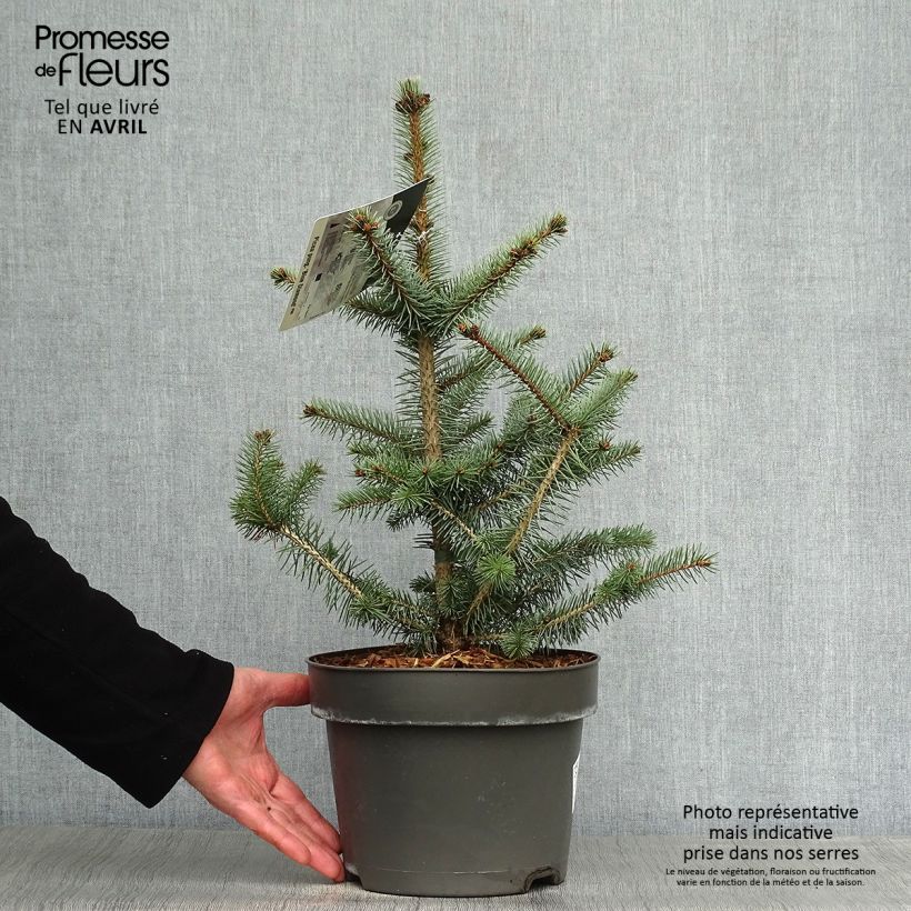 Spécimen de Sapin bleu - Picea pungens Blue Diamond Pot de 4L/5L tel que livré au printemps