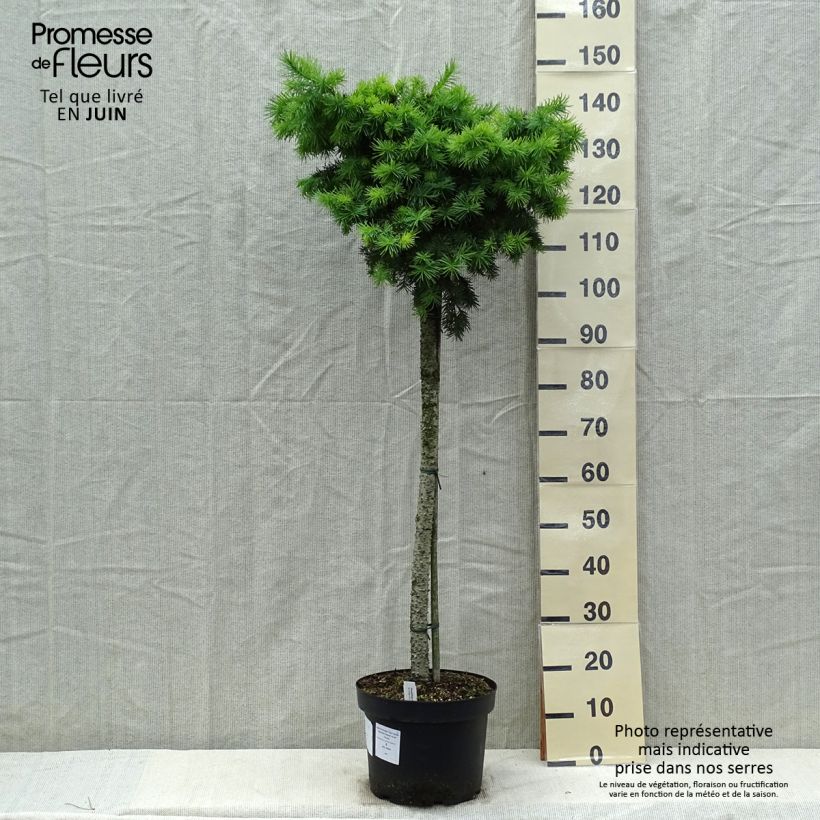 Spécimen de Sapin de Douglas - Pseudotsuga menziesii Fletcheri Pot de 7,5L/10L, Tige, Tige de 80 cm tel que livré au printemps