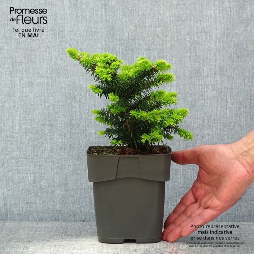 Spécimen de Sapin nain - Abies balsamea Piccolo Pot de 2L/3L tel que livré au printemps