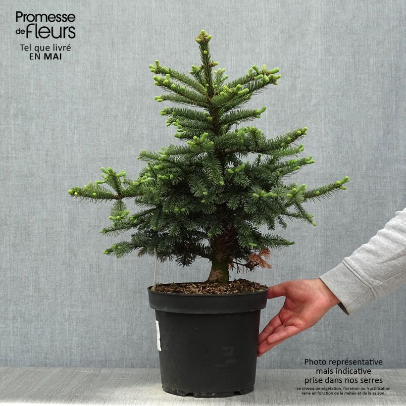 Spécimen de Sapin noble - Abies procera Bizarro Pot de 7,5L/10L tel que livré au printemps