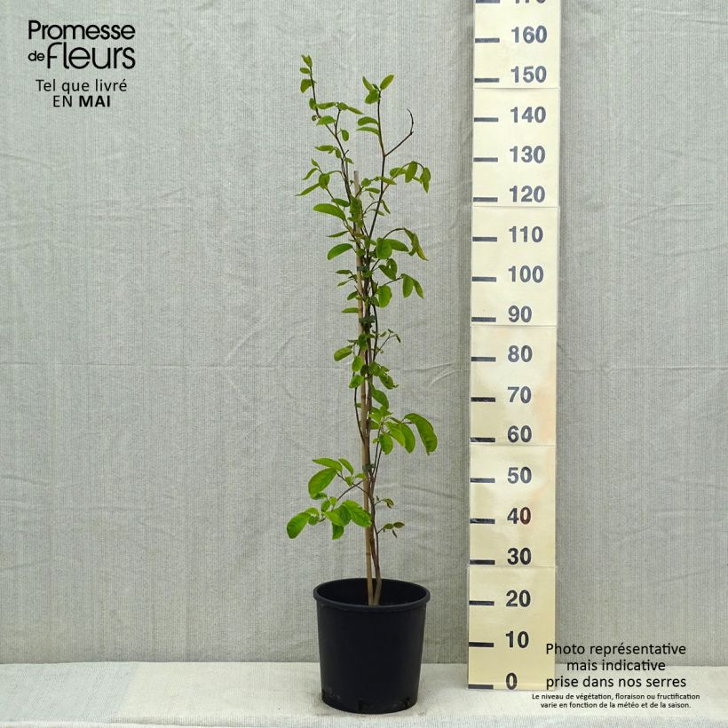 Spécimen de Sapium japonicum - Neoshirakia japonica Pot de 12L/15L tel que livré au printemps