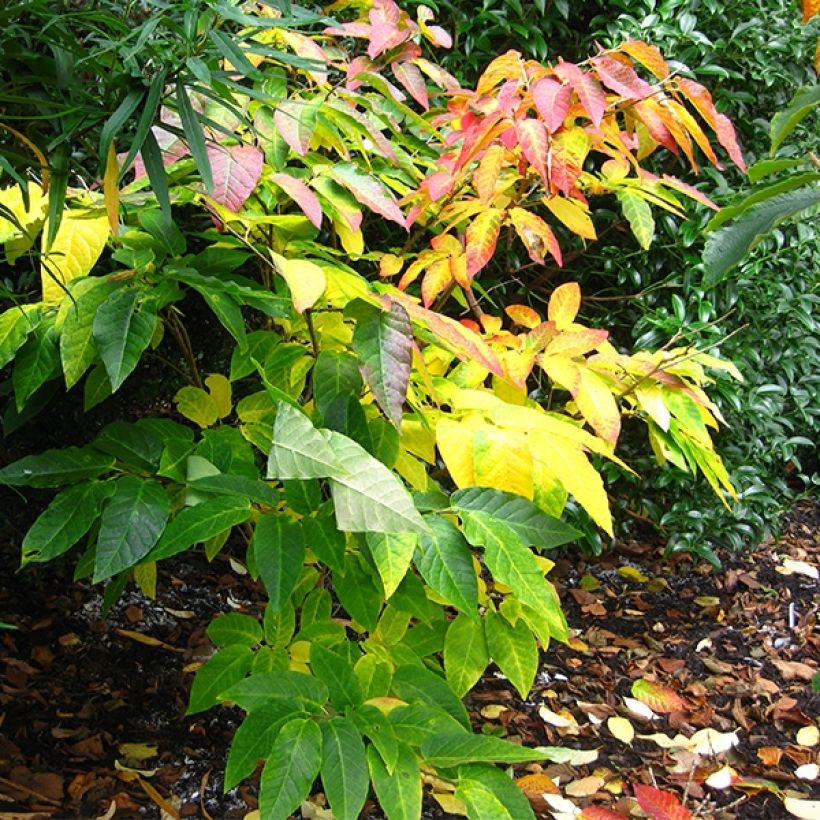 Sapium japonicum - Neoshirakia japonica (Port)