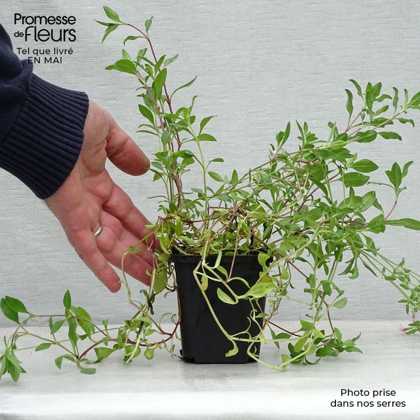 Spécimen de Saponaria ocymoides - Saponaire de Montpellier Godet de 8/9 cm tel que livré au printemps