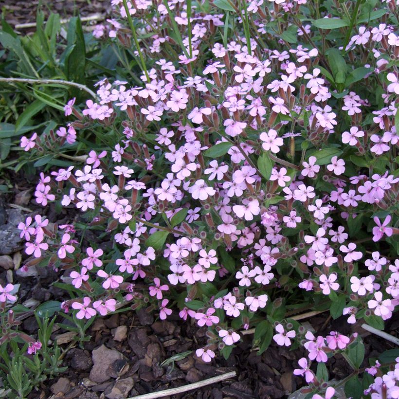 Saponaria ocymoides - Saponaire de Montpellier (Floraison)