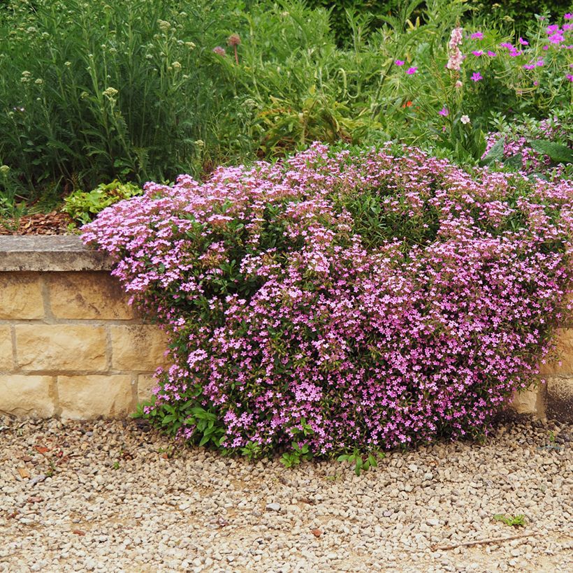 Saponaria ocymoides - Saponaire de Montpellier (Port)