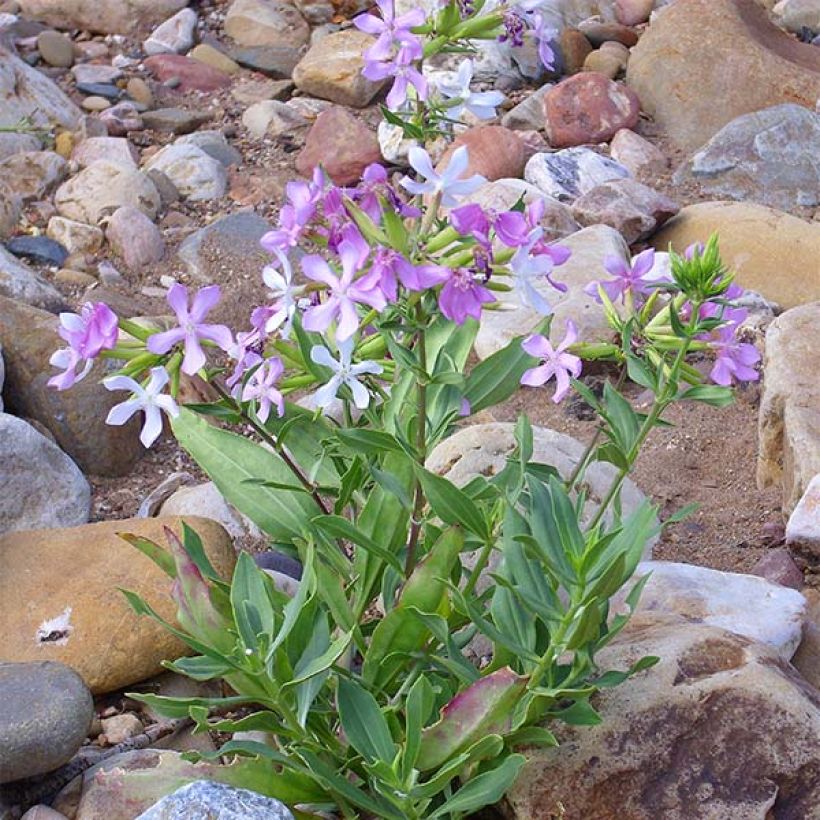 Saponaria officinalis - Saponaire officinale (Plant habit)