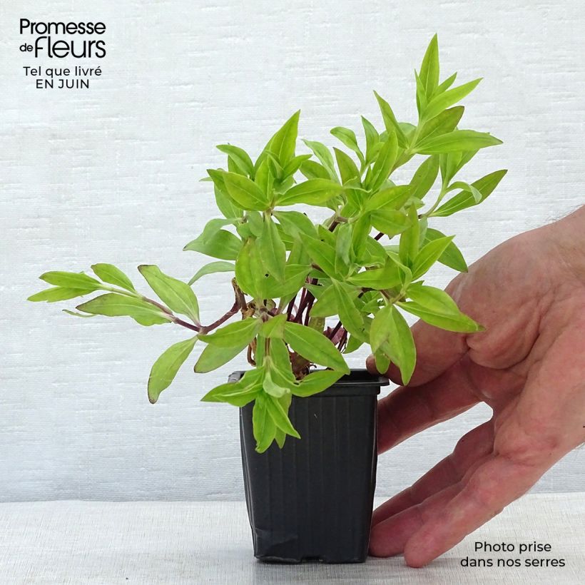 Spécimen de Saponaria officinalis - Saponaire officinale Godet de 7/8 cm tel que livré en été