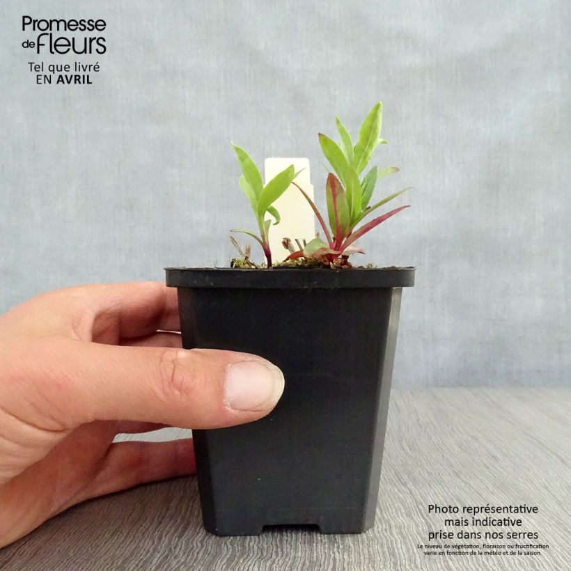 Example of Saponaria officinalis - Saponaire officinale Godet de 7/8 cm as you get in printemps