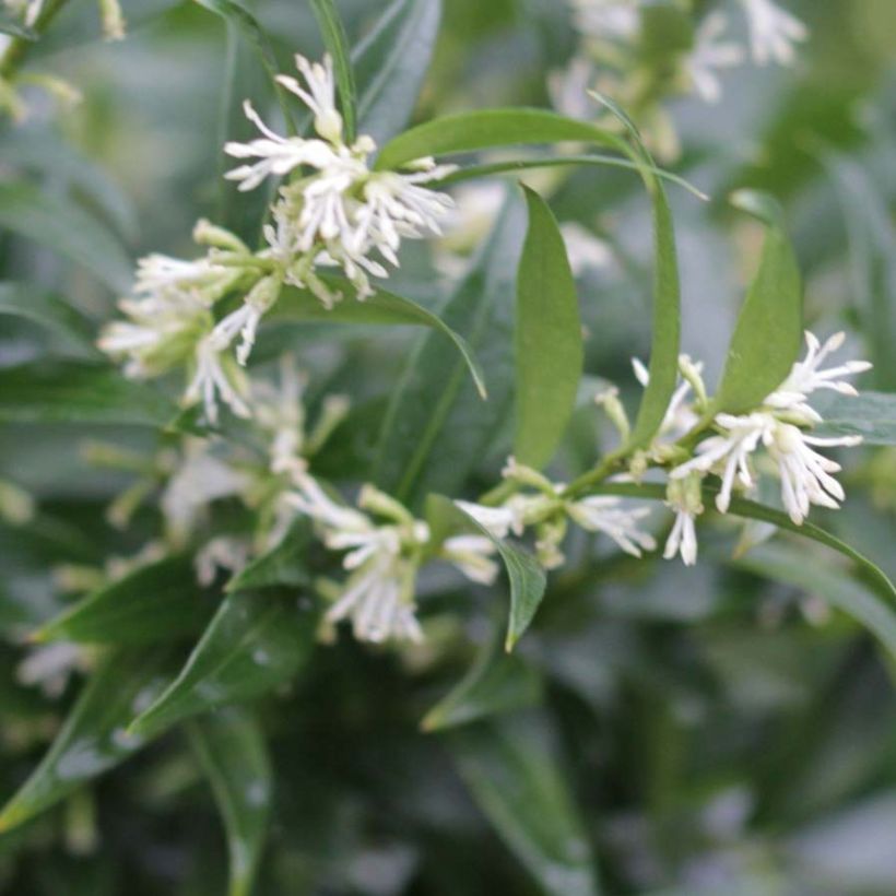 Sarcococca Dragon's gate (Flowering)