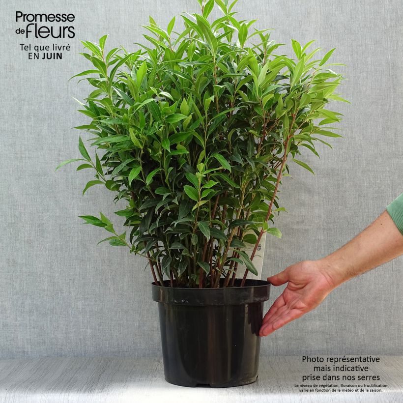 Spécimen de Sarcococca Winter Gem Pot de 6L/7L tel que livré en été