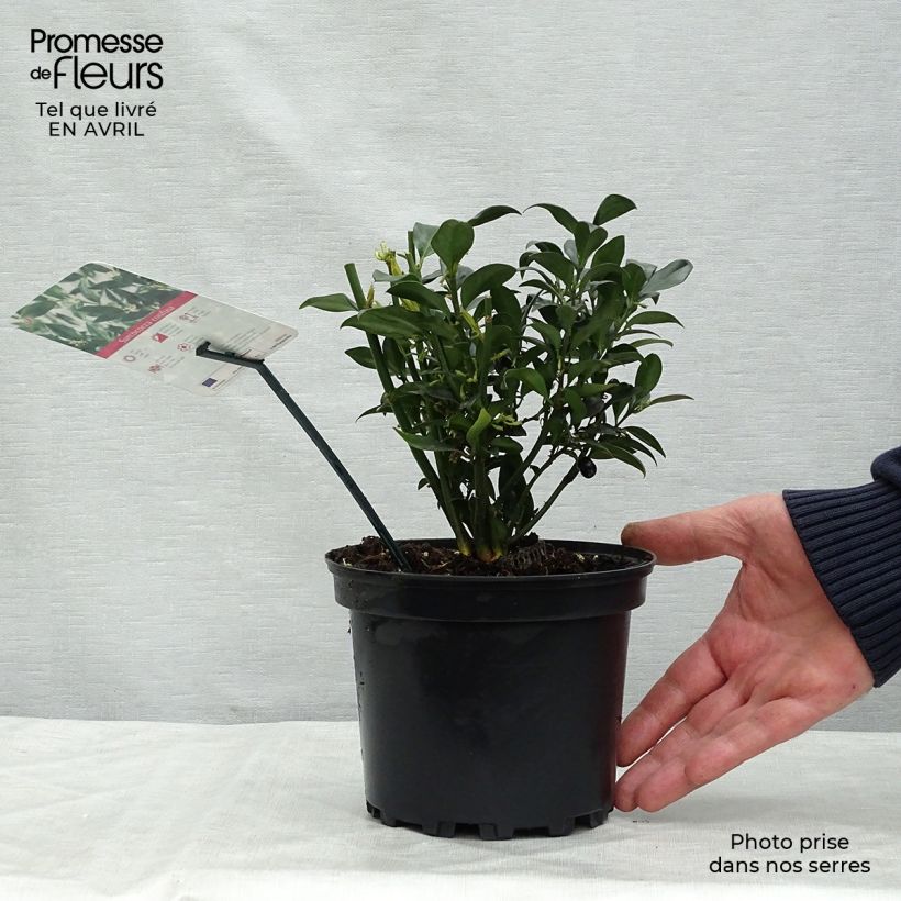 Spécimen de Sarcococca confusa Pot de 2L/3L tel que livré au printemps