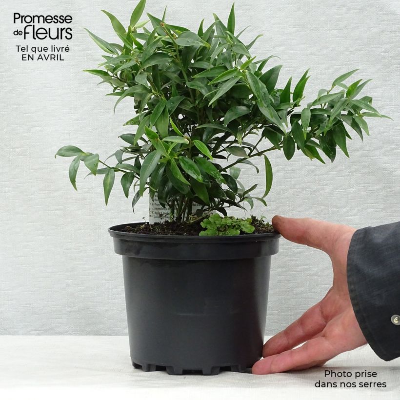 Spécimen de Sarcococca hookeriana Digyna Pot de 2L/3L tel que livré au printemps