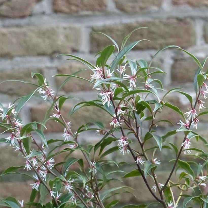 Sarcococca hookeriana Purple Stem (Flowering)