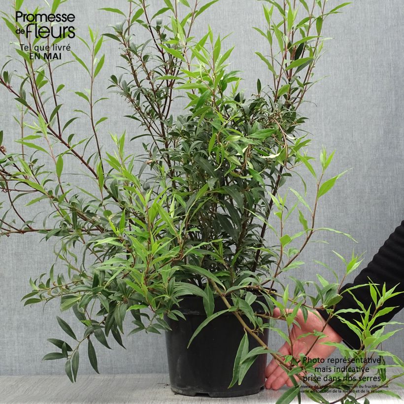 Example of Sarcococca hookeriana Purple Stem Pot de 7,5L/10L as you get in printemps